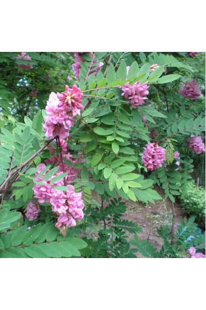 Robinia viscosa